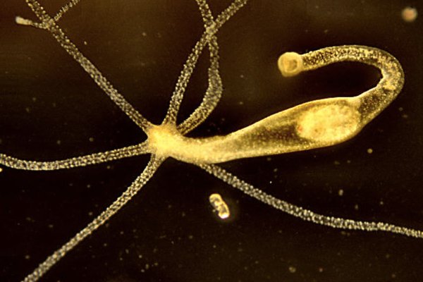 Kraken даркнет рынок ссылка