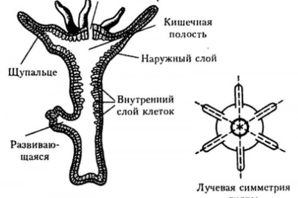 Кракен переход