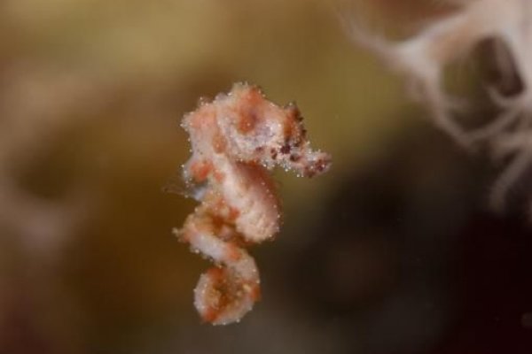 Kraken 24at