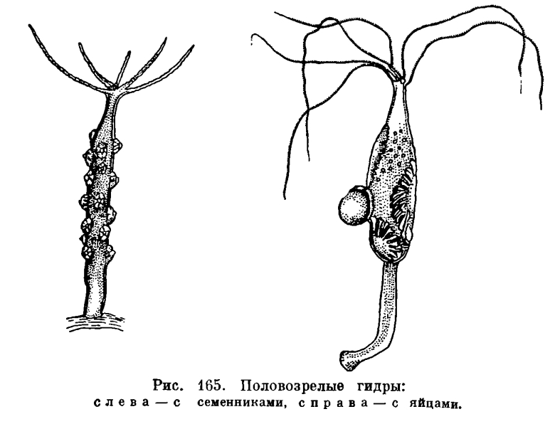 Kraken ссылка kraken torion